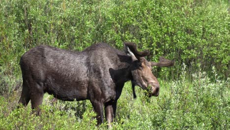 View-of-a-single-young-male-moose-grazing-on-some-bushes-in-summer-at-Bighorn-National-Forest-in-Wyoming