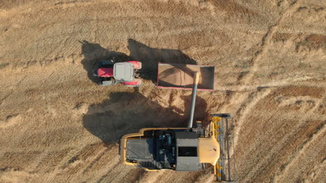 Drohnenaufnahme-Mit-Draufsicht-Auf-Weizenfelder-Und-Beladung-Durch-Entleeren-Der-Geernteten-Getreidefrüchte-In-Den-Traktor-Mithilfe-Einer-Erntemaschine