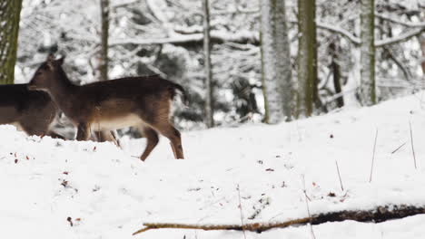 Fallow-deer-herd-marching-through-a-winter-forest-in-falling-snow