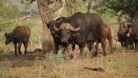 African-buffalo-herd-walking-through-savanna-trees-in-Game-Reserve