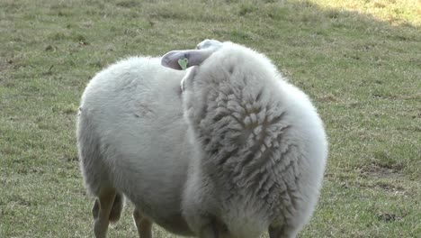 Ewe-scratching-its-back-with-its-mouth-and-looking-around
