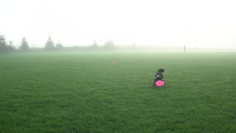 Schwarz-weißer-Hund-Fängt-Frisbee,-Kurz-Bevor-Er-Im-Nebligen-Park-Auf-Dem-Boden-Aufschlägt