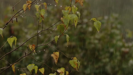 Rain-drops-falling-all-around-birch-tree-leaves,-Slow-Motion