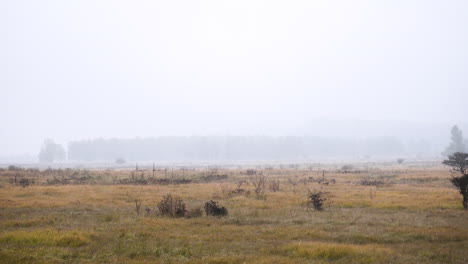 Grassy-windswept-highland-heath-on-a-foggy-autumn-day,Czechia