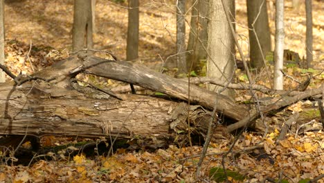 Chipmunk-running-around-on-fallen-tree-foraging-for-food-in-autumn-forest