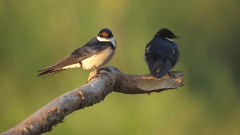 Two-White-Throated-Swallows-Perch-on-Branch-with-Soft-Focus-Green-Background