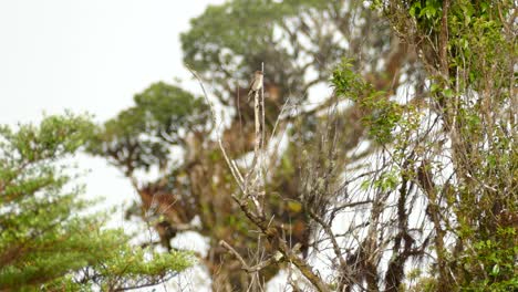 Kleiner-Weißer-Und-Grauer-Vogel-Sitzt-Auf-Einem-Ast-Und-Schaut-Sich-An-Einem-Bewölkten-Tag-Im-Wald-Von-Costa-Rica-Um