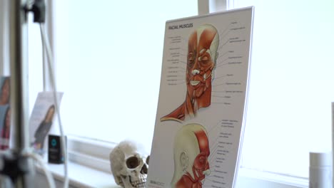 Decoración-De-La-Anatomía-Del-Rostro-Humano-Del-Músculo-Facial-En-La-Oficina-De-Esteticista