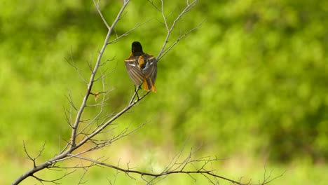 Baltimore-Oriole,-perched-on-a-branch-looking-around-at-surroundings-before-flying-off