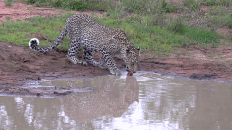 A-young-leopard-drinking-water-from-a-shallow-pan-in-Africa