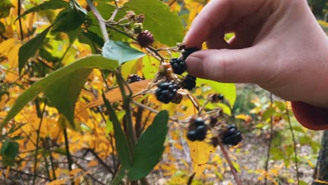 Hand-Picking-Ripe-Blackberry-Fruit-From-Vine---close-up