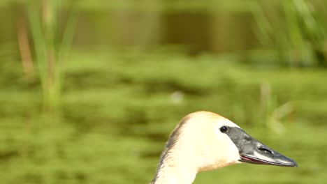 Trumpeter-swan-raising-head-into-shot-then-looking-at-the-camera,-locked-off