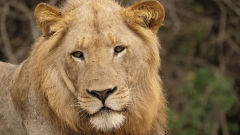 Closeup-on-Head,-Wild-Male-Lion-Perks-Ear-and-Turns-to-Look-Back