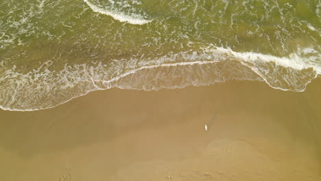 Aerial-top-down-of-waves-ending-at-shore-and-sandy-beach-of-Baltic-Sea-during-sunlight-and-flying-birds