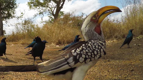 Close-Up-of-Yellow-Billed-Hornbill-Bird-and-Flock-of-Cape-Glossy-Starling