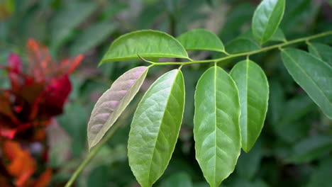 Makro-Detailaufnahme,-Die-Blätter-Der-Guayusa-Pflanze-Im-Regenwald-Während-Eines-Hellen-Tages-In-Der-Natur-Zeigt