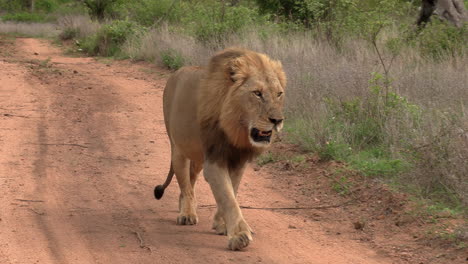 Lone-male-lion-walks-on-dirt-road-toward-and-past-camera,-follow-pan