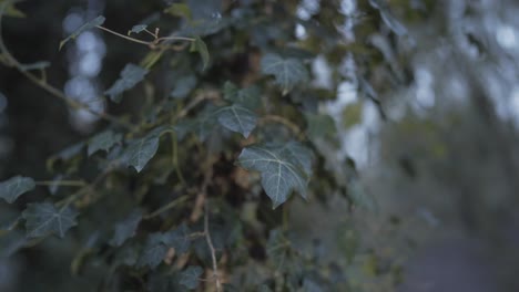 Wunderschöne-Grüne-Und-Dichte-Kletterpflanzenblätter,-Die-Im-Winter-Den-Baumstamm-Im-Wald-Von-Cambridgeshire-In-England,-Großbritannien,-Bedecken