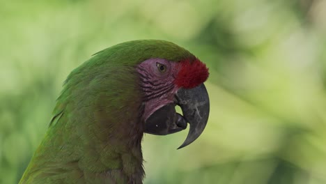 Side-close-up-of-face-of-colorful-red-fronted-macaw-moving-its-tongue