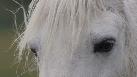 Head-Of-A-White-Horse-With-Thick-Coat-And-Mane---Closeup-Shot