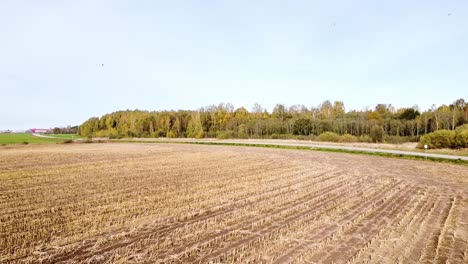 Flying-over-a-plowed-field-towards-beautiful-autumn-forest-while-birds-are-flying-near-the-drone