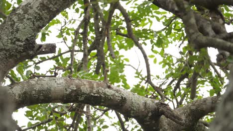 rear-view-of-large-crowned-eagle-as-it-takes-flight-from-tree-branch