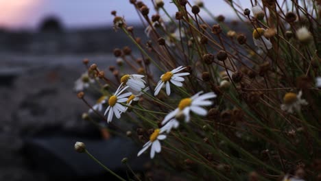 Close-up-of-the-daisy-flowers-during-the-sunset,-Tenerife,-Handheld