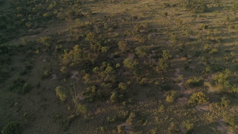 Luftaufnahme-Der-Brasilianischen-Cerrado-Savanne-An-Einem-Ort,-Der-Den-Afrikanischen-Savannen-ähnelt