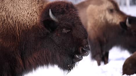 bison-side-profile-breathing-and-chewing-slomo-sunny-winter