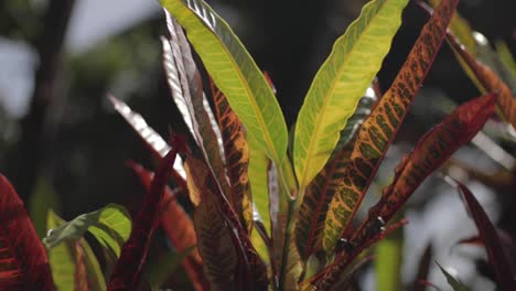 Tropical-Croton-Plant-Growing-In-Botanic-Garden-Slow-Motion