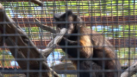 Caged-capuchin-monkey-feeding-on-fruit,-4K