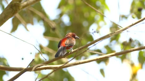 A-red-and-black-bird-in-Gamboa-Rainforest-Reserve,-Panama,-static-medium-shot