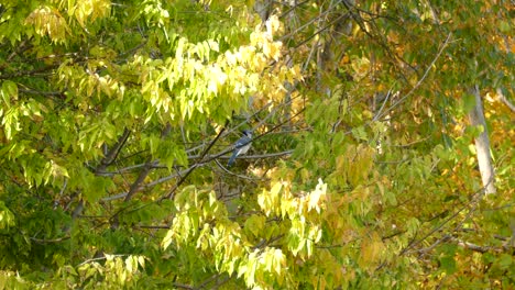 Blue-Jay-Bird-Perching-On-Tree-Branch-In-Ontario,-Canada-On-A-Sunny-Day-In-Autumn---wide-shot