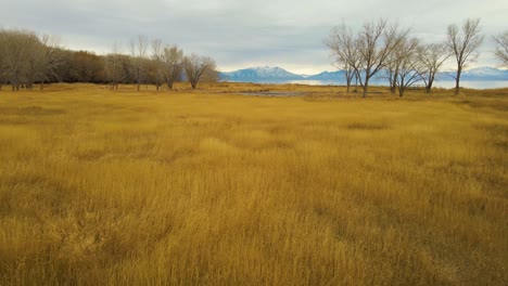 Flying-low-over-a-field-of-yellow-grass-towards-a-large-lake-and-showy-mountains