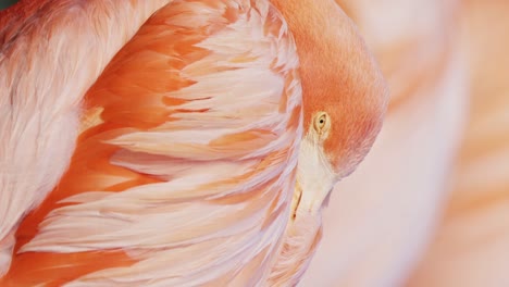 Vertical-closeup-of-American-flamingo’s-feathers-as-it-turns-head-away