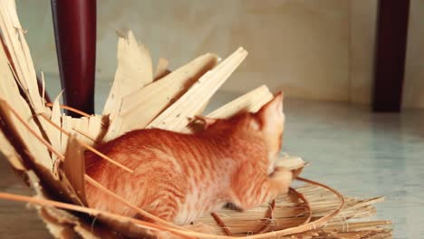 Cute-ginger-kitten-playing-inside-a-native-hat-at-home-showing-concept-of-autumn-mood-and-winter-home-activity