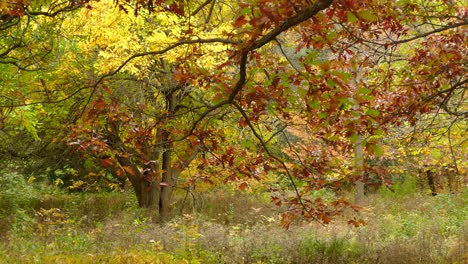 Blätter-Fallen-Im-Herbst-Von-Wunderschönen-Farbigen-Bäumen