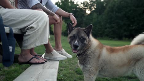 Legs-Of-A-Couple-Sitting-On-The-Wooden-Picnic-Table-With-American-Akita-Dog-Standing-In-Front-Of-Them-And-Looking-Back-At-The-Park