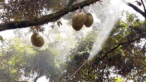 Farmer's-Spraying-Liquid-Fertilizer-On-Big,-Tall-Durian-Tree