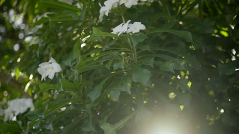 Sonnenlicht-Flackert-Durch-Blätter-Und-Weißen-Wildblumenstrauch