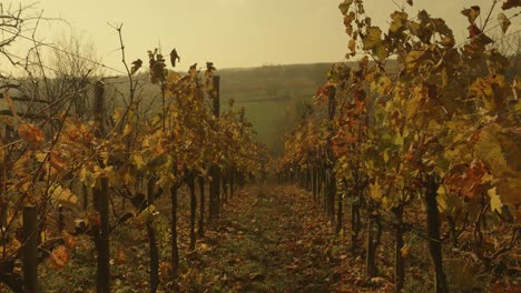 Vineyard-and-fields-on-a-beautiful-autumn-day