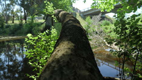 CLOSE-UP-Tree-Branch-Reaching-Out-Over-Shady-River