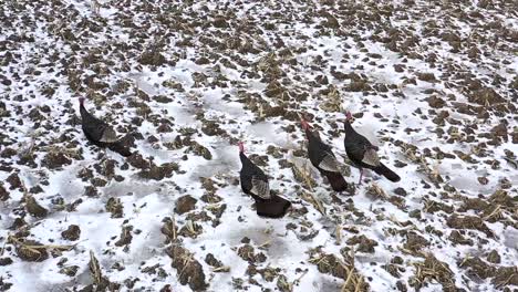 wild-turkeys-walking-in-winter-field-super-slomo