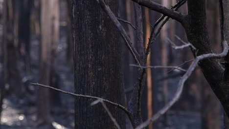 Detail-of-burnet-brunch-in-a-black-forest-after-natural-disaster