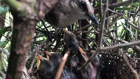 Hungry-Hatchling-Of-Chalk-browed-Mockingbird-Looking-And-Waiting-For-Food-From-Its-Mother-In-Nest