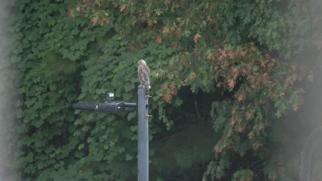 red-tail-hawk-on-a-light-pole-in-the-rain