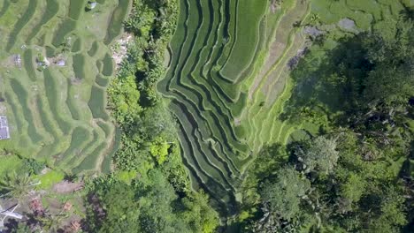 Birds-eye-view-of-Rice-Terraced-Fields-intertwined-with-valley-slope-in-Bali,-Indonesia---Aerial-top-fly-over-view