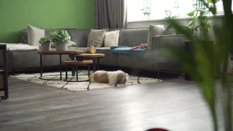 Boomer-dog-sniffing-living-room-rug,-wide-angle-shot