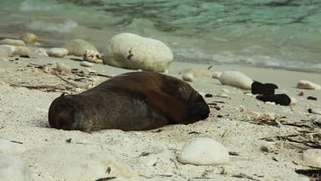 Junger-Galapagos-Seelöwe-Liegt-Schlafend-Im-Sand-Und-Liegt-Am-Strand-Der-Galapagos-Inseln