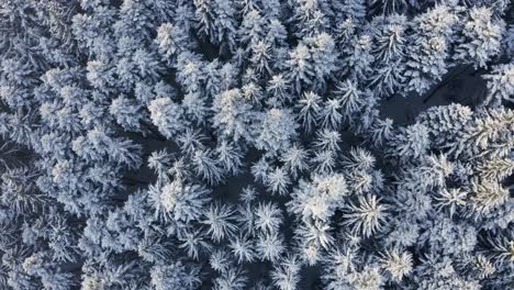 Beautiful-white-winter-scene-of-snowy-pine-forest-top-down-aerial-view-zoom-in
